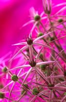 Allium - Extreme closeup of starry pink flowers
