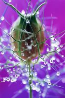 Nigella - Love in a mistCloseup of seedhead with water droplets