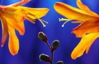 Crocosmia - Montbretia flowers and buds
