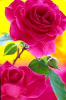Rosa - Pink roses
