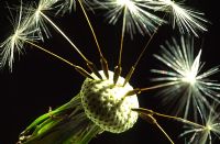 Taraxacum officinale - seeds