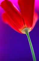 Eschscholzia - Californian Poppy