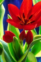 Tulipa - closeup of red tulips 