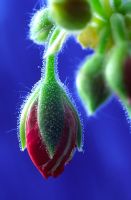 Pelargonium - closeup of buds with dew