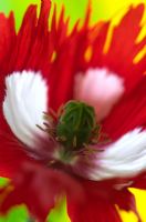 Papaver - Red Poppy with white markings 