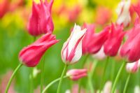 Tulipa 'Marilyn' - white with pink stripes and Tulipa 'Mariette' - pink in spring at Keukenhof, Holland