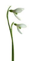 Galanthus woronowii - Snowdrops
