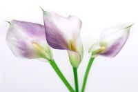 Zantedeschia rehmannii  - Pink Arum lilies