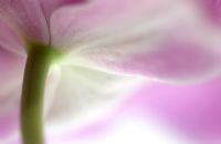 Miltonia orchid - Extreme closeup of underside of flower