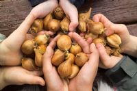Childrens hands holding Iris bulbs before planting