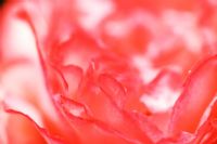 Rosa 'Pink Panther' - Extreme closeup of pink rose petals