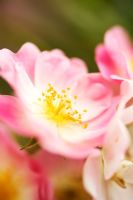 Rosa apple blossom 'Noamel' - Closeup of pink rose with stamens