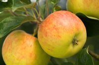 Malus domestica 'Regali Delkistar' Closeup of apples on tree in autumn