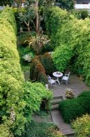 Town garden in San Francisco US - Hedge of Pittosporum tenuifolium