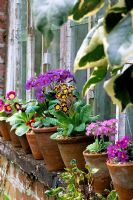 Primulas in old clay pots on windowsill
Thursley Lodge in Surrey