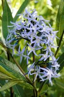 Amsonia tabernaemontana - closeup of blue flowers