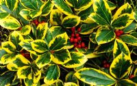 Ilex x altaclerensis 'Golden King' - Holly