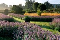Formal Lavender beds at Parham in Sussex
