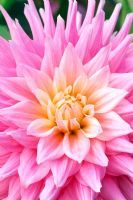 Dahlia 'Pink Pastelle' - closeup of pale pink flower