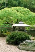 Japanese lantern with Pinus mugo 'Pumilo' and Acer palmatum 'Dissectum' in Hume Japanese Stroll garden in Hempstead, CT, US