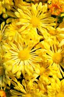 Chrysanthemum 'Yellow Starlet'