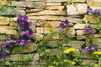 Dry stone wall with Clematis 'The President' and Verbena bonariensis in the Clydesdale Bank Garden