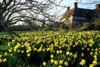 Masses of Narcissus - Daffodils at Great Dixter in spring
