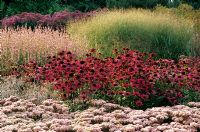 Echinacea, Sedum and ornamental grasses - Pensthorpe Millennium Garden