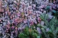 Erica carnea 'Springwood Pink' with frost in winter