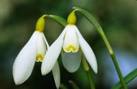 Galanthus 'Sandersii Group' syn. 'Lutescens' - Snowdrops