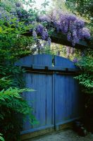 Painted blue double gate with flowering Wisteria sinensis in spring. Los Gatos in California, USA