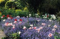 Spring border with Tulipa 'Marilyn', 'White Triumphator' and Myosotis at Great Dixter in Sussex