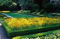 Large formal bed with Erysimum 'Filoli Soft Yellow' - Wallflowers at Filoli, Woodside, California, USA