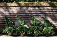 Ivy bird topiary in four pots along wall at Filoli, Woodside, California, USA