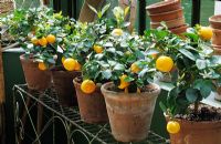 Citrus - Orange trees in pots at Hartley Botanic Glass House at Chelsea FS 2002