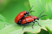 Lilioceris lilii - Lily beetles mating