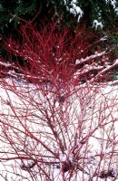 Cornus alba 'Sibirica' - Red Barked Dogwood in snow in winter