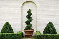 Box topiary against white wall at Kettle Hill