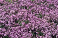 Thymus serphyllum - Thyme