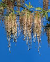 Acer negundo - closeup of flowering pendant racemes