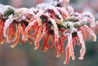Hamamelis x intermedia 'Jelena' AGM - Witch Hazel with frost in winter
