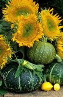Still life with Helianthus and Squashes
