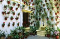 Courtyard garden with painted wallmounted containers in Cordoba Spain