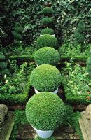 Row of four boxwood spheres in pale painted pots in shady walled garden
