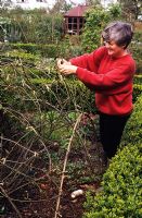 Woman tying in pruned rose stems to willow framework spring at The Anchorage in Kent