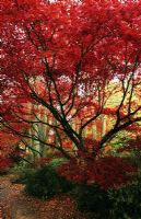 Acer palmatum - Japanese Maples with autumn colour at Winkworth Arboretum in Surrey