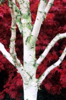 Betula jacquemontii backed by Acer palmatum 'Atropurpureum' in autumn
