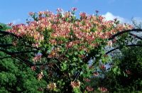 Lonicera x americana - Honeysuckle on pergola in summer