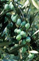 Olea europaea - Olive Tree