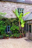 Sheltered courtyard with exotic and half hardy plants at Lower House, Powys in Wales
